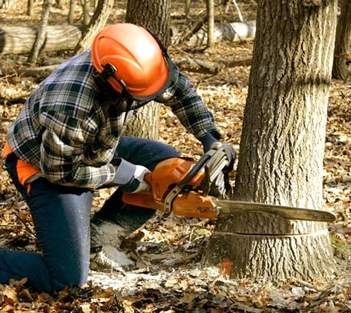 Tree Removal in Cosby, TN